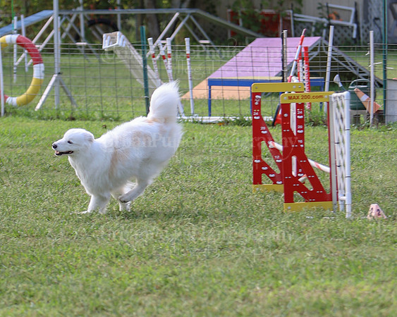 AGILITY-2228