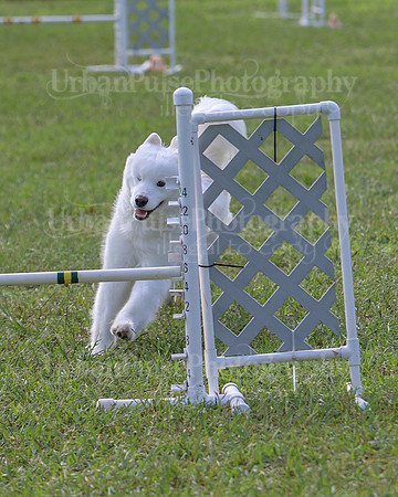 AGILITY-2233