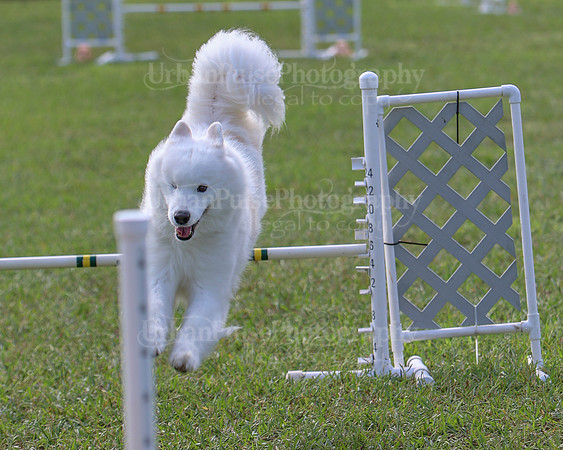 AGILITY-2234