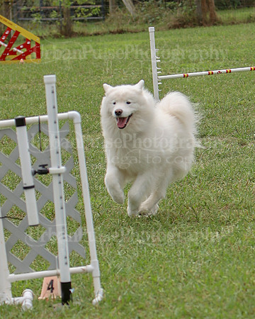 AGILITY-2516