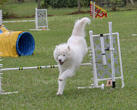 AGILITY-2517