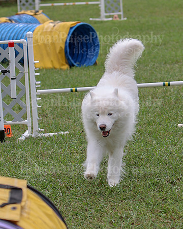 AGILITY-2518