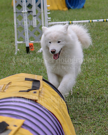 AGILITY-2519