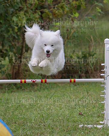 AGILITY-2803