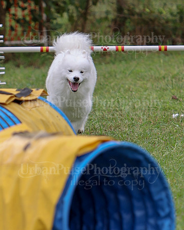 AGILITY-2804