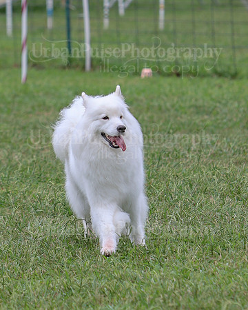AGILITY-2813