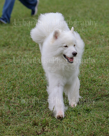 AGILITY-2812