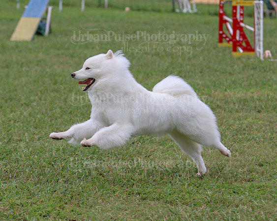 AGILITY-2819