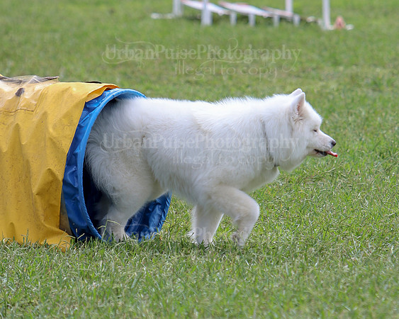 AGILITY-2848