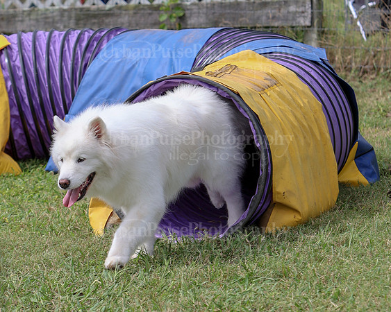 AGILITY-2851