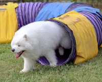 AGILITY-2861