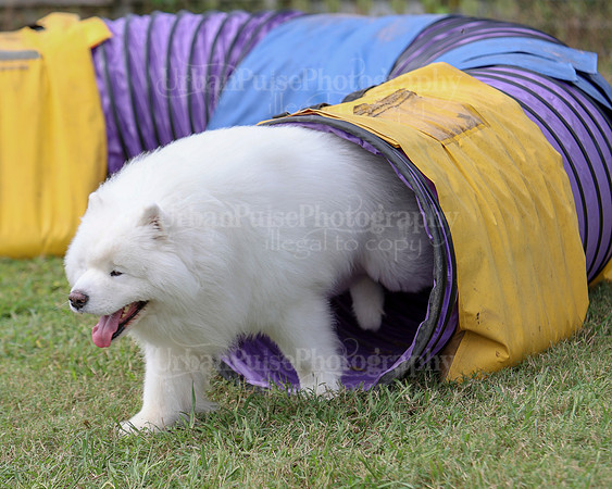 AGILITY-2861