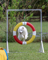 2023 SCA AGILITY NOVICE STANDARD