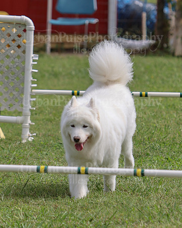 AGILITY-3068
