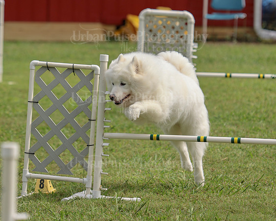 AGILITY-3069