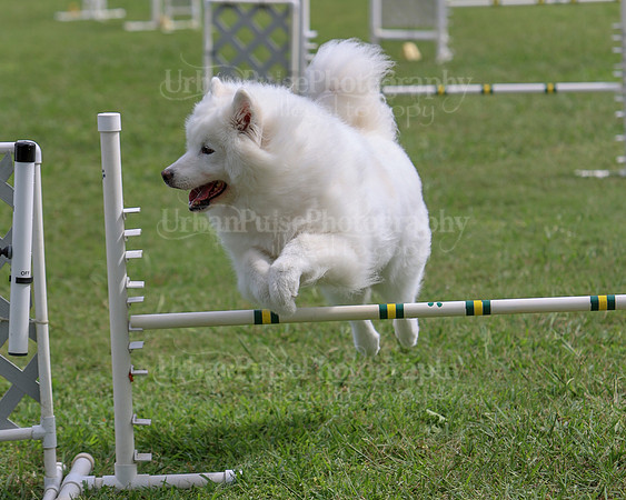 AGILITY-3074