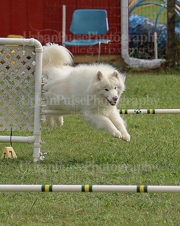AGILITY-3077