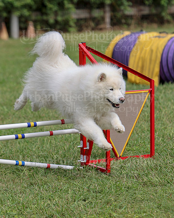 AGILITY-3081