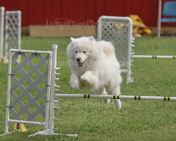 AGILITY-3084