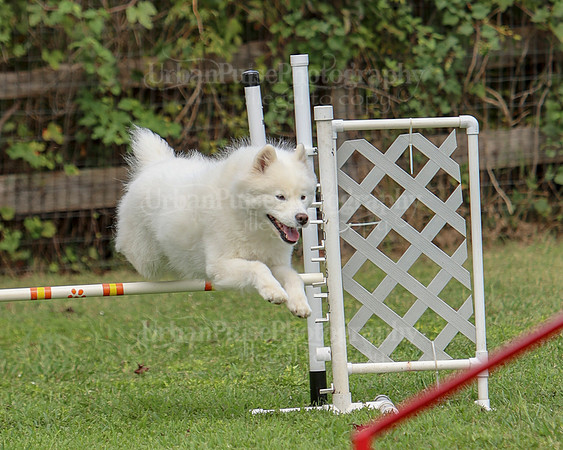 AGILITY-3228