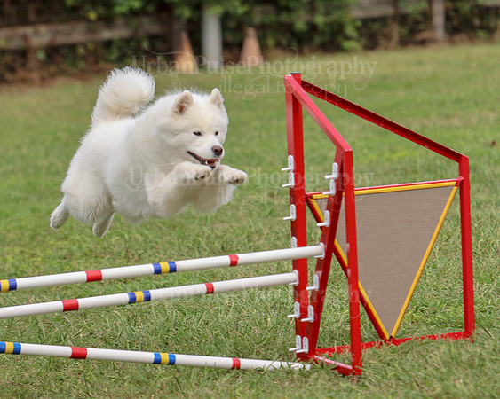 AGILITY-3230