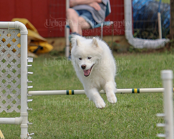 AGILITY-3238