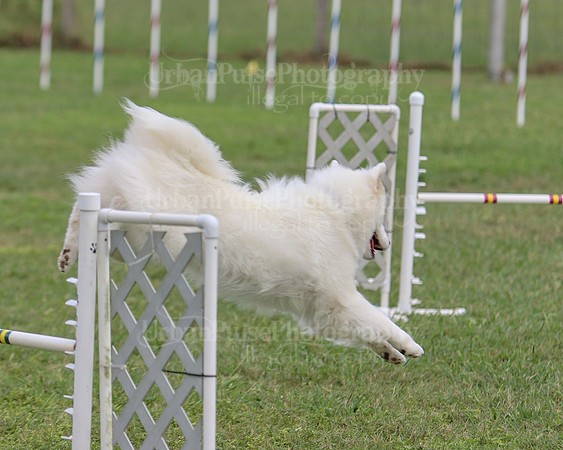 AGILITY-3246