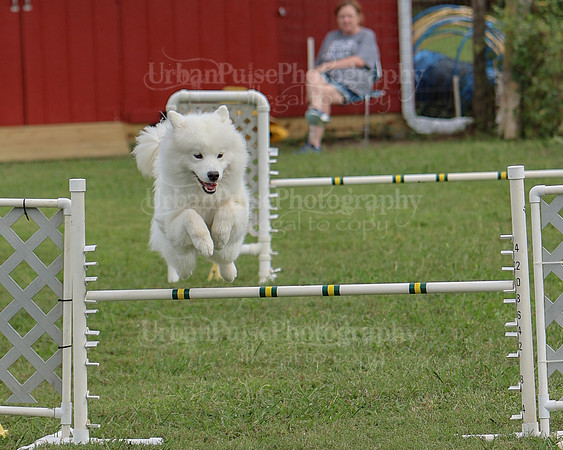 AGILITY-3247