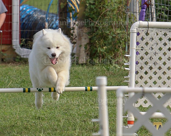 AGILITY-3278