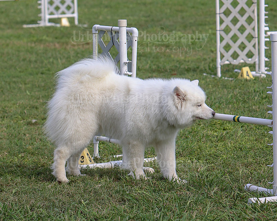 AGILITY-3277