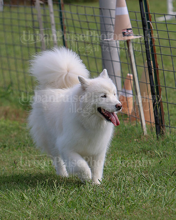 AGILITY-3299