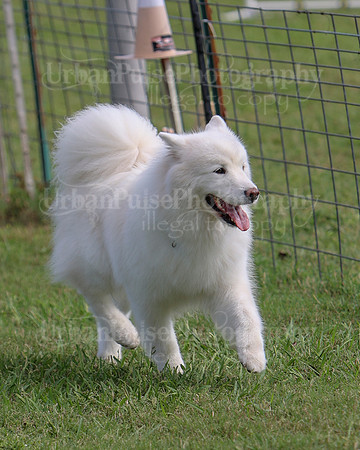 AGILITY-3300
