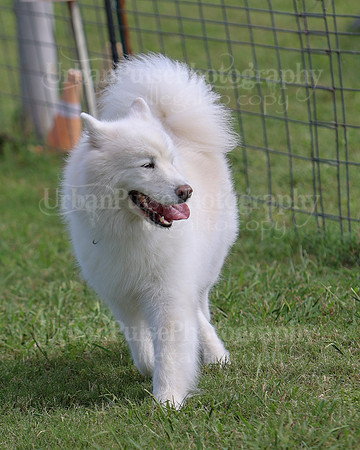 AGILITY-3301