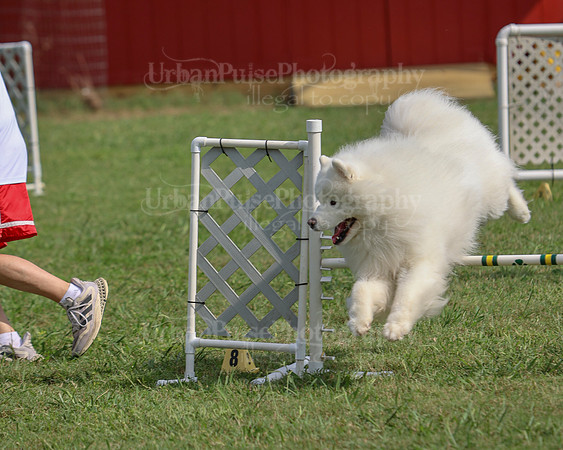 AGILITY-3303