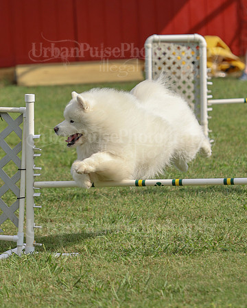 AGILITY-3308