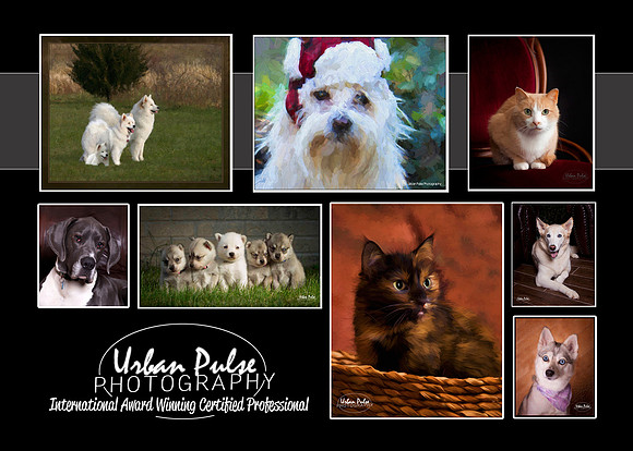 Marketing Pets Back