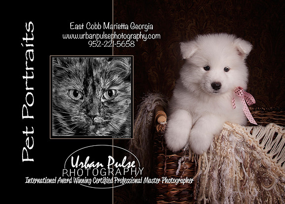 Marketing Pets Front