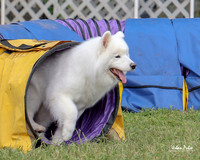 AGILITY-3000