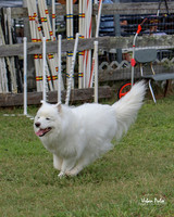 AGILITY-3011