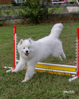 AGILITY-3012