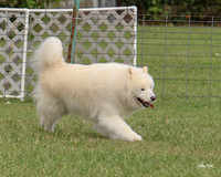 AGILITY-3024
