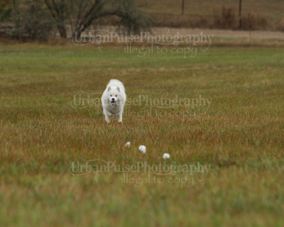 SCA2016_LURE COURSING-7628