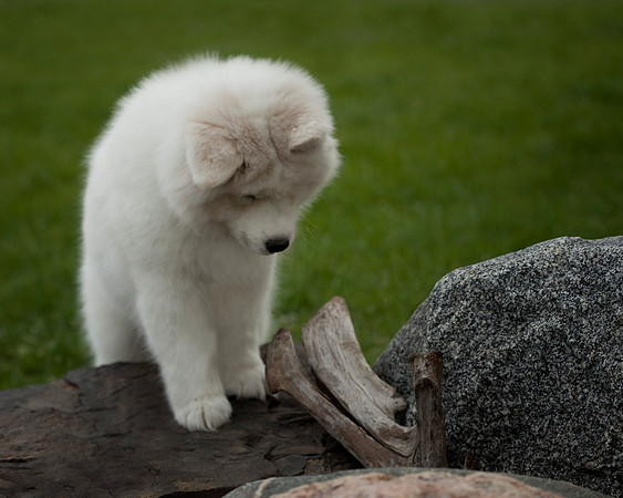 GreenBoy_10wks_16x20_0579