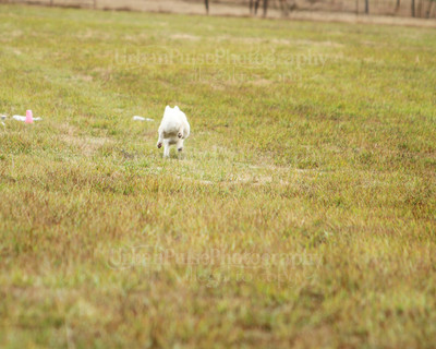 SCA2016_LURE COURSING-7363