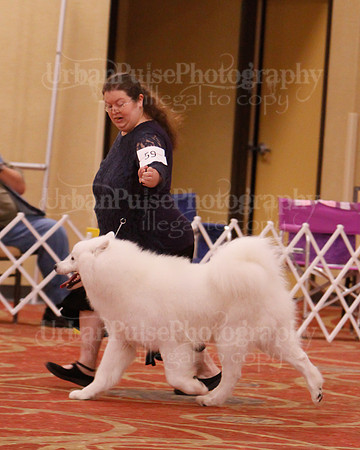 SCA2019 D BRED BY-9642