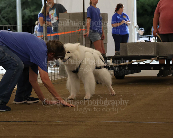 SCA2023_NOVICE WP-208