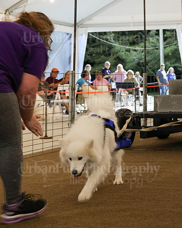 SCA2023_NOVICE WP-223