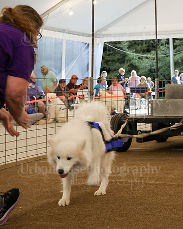 SCA2023_NOVICE WP-224