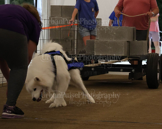 SCA2023_NOVICE WP-227