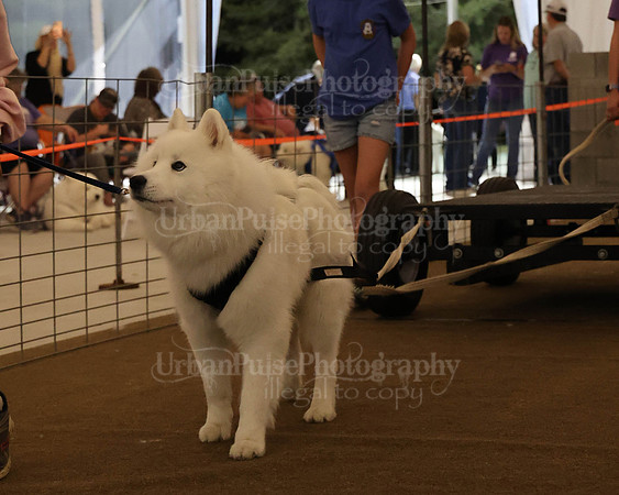 SCA2023_NOVICE WP-249